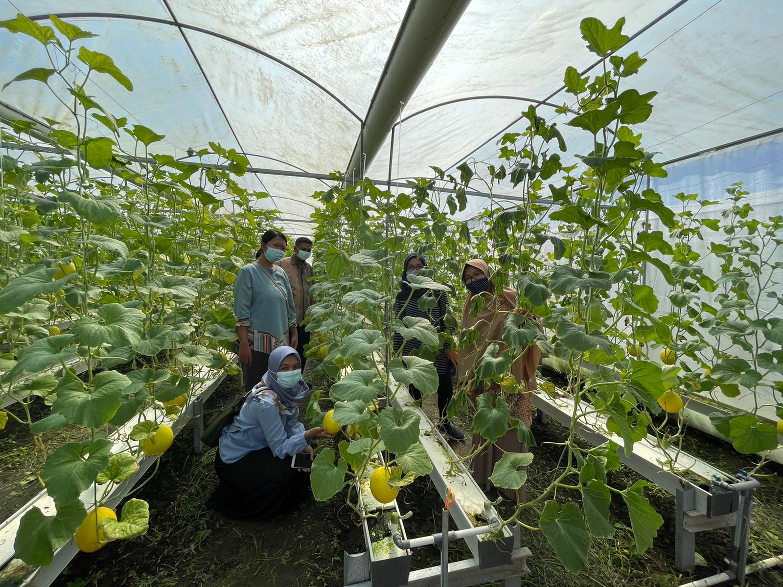 Peringati HBMI, PMI Purna Binaan UPT BP2MI Wilayah NTB Gelar Panen Raya Golden Melon