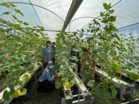 Peringati HBMI, PMI Purna Binaan UPT BP2MI Wilayah NTB Gelar Panen Raya Golden Melon